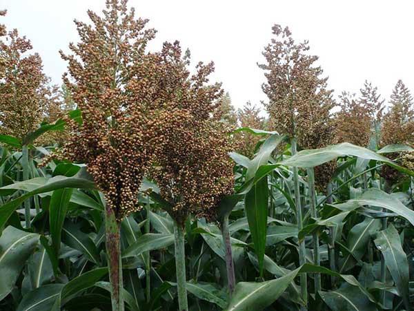 大力士甜高粱一种亩产量多达28000斤的牧草