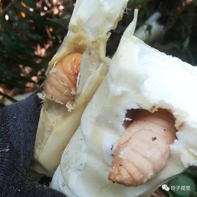 这种笋虫的幼虫据说可以食用,跟蜂蛹是一样的营养丰富,蛋白质非常高