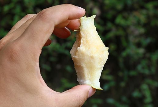 邻居购物翠冠梨新鲜采摘直送田林果肉细嫩核小无渣清甜解暑梨香醉人