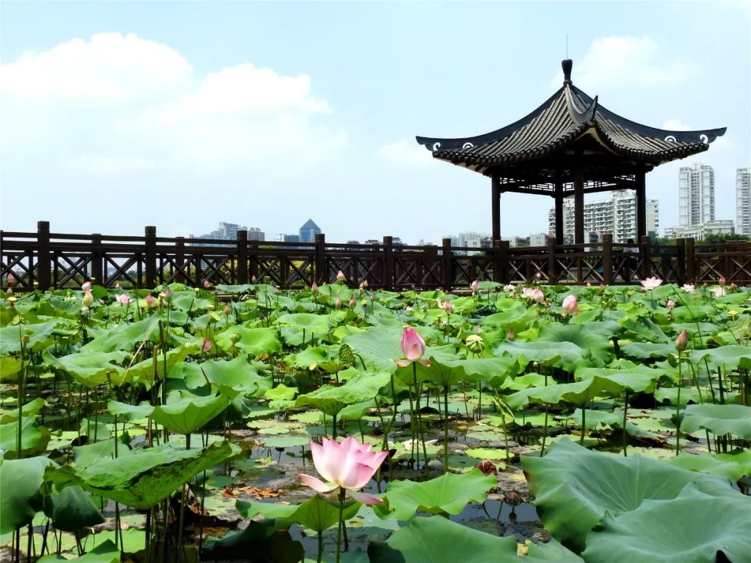 南湖公园新景观2200㎡荷花绽放,就问你来不来?