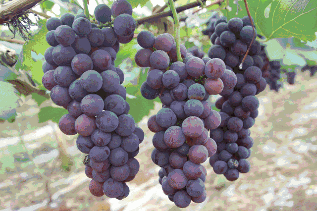 南方吐鲁番2019兴安葡萄节猫儿山避暑节劲爆￥899探访最美古镇尝鲜