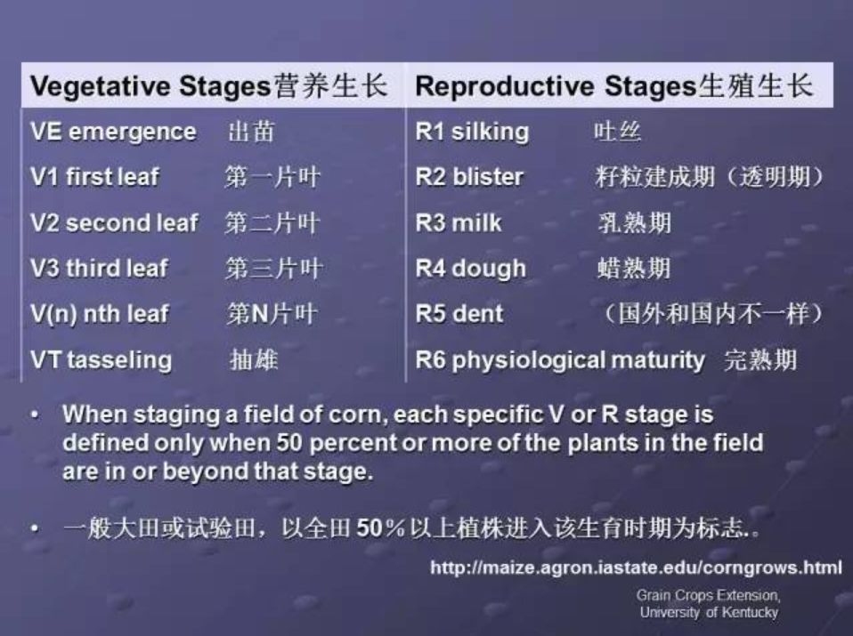 玉米的一生你了解吗带你揭秘玉米营养生殖生长