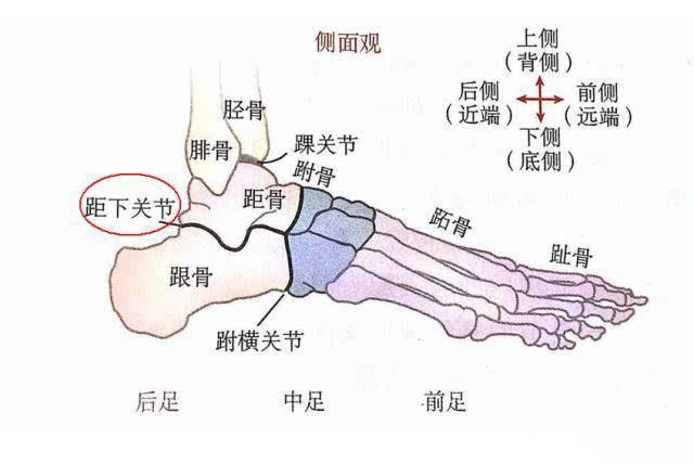 关节足部有一个距骨在我们的胫骨和腓骨之下从解剖学的角度来说至于