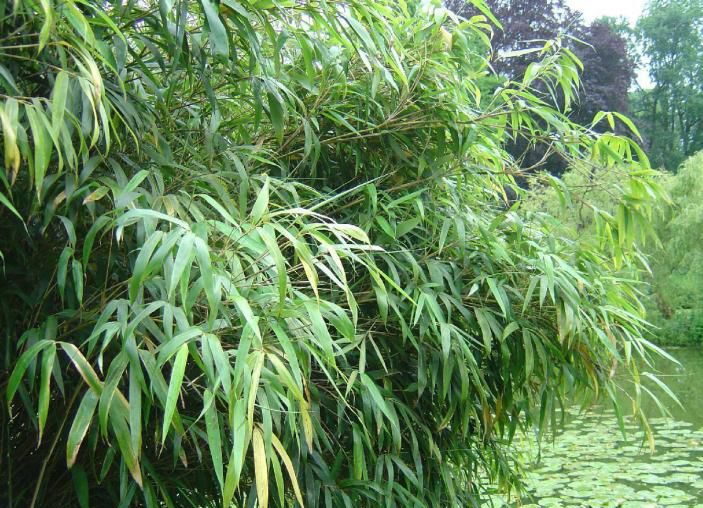 箭竹——禾本科箭竹属02经济价值——刺玫根部含有丰富的单宁资源.