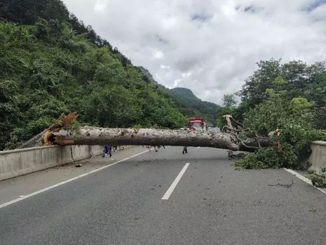 小磨高速惊现拦路树一路三方快速联动保畅通