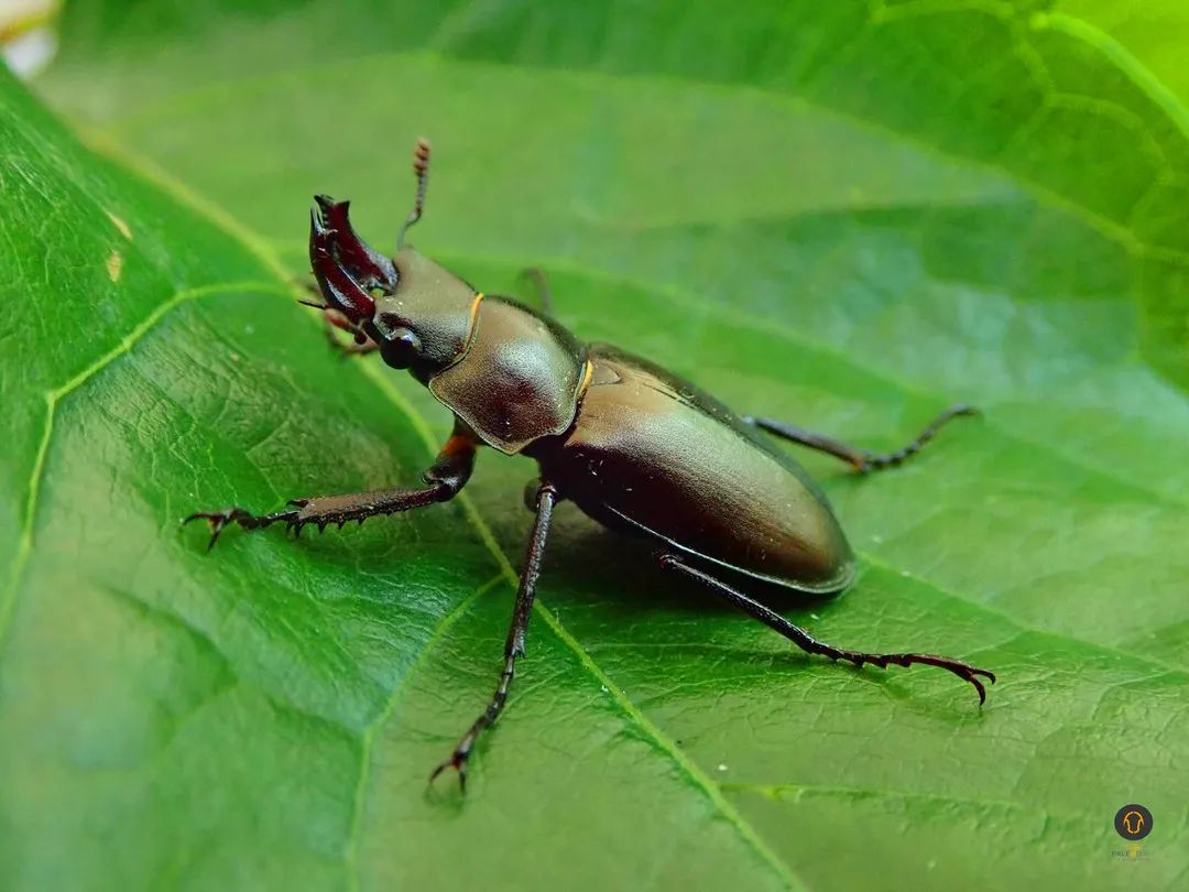 妈妈您要锹甲还是螳螂