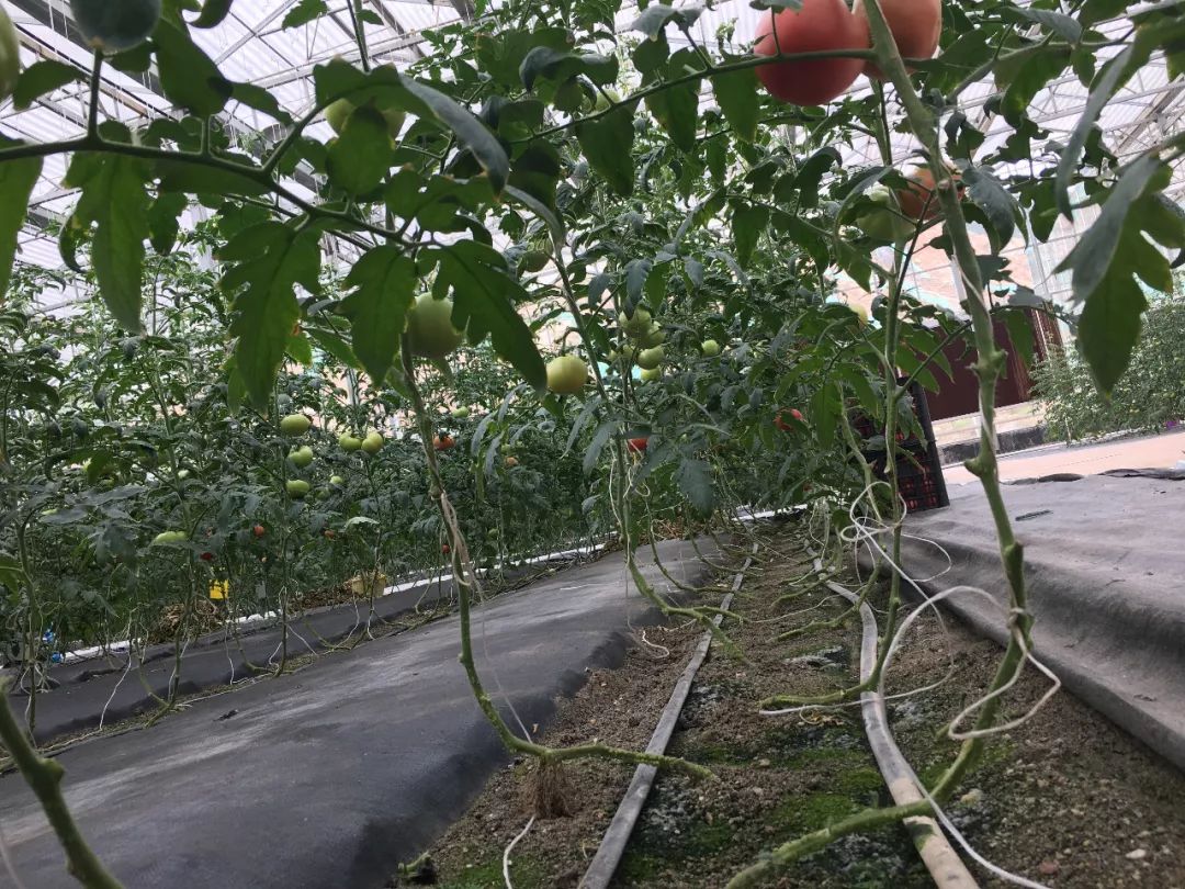 怀化九丰现代农博园沙培西红柿备受青睐 将打造番茄小镇_种植