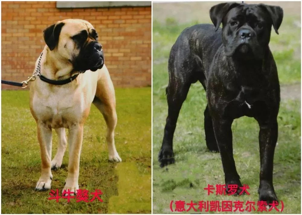 天津发布养犬新规这些犬不能养铲屎官们速看