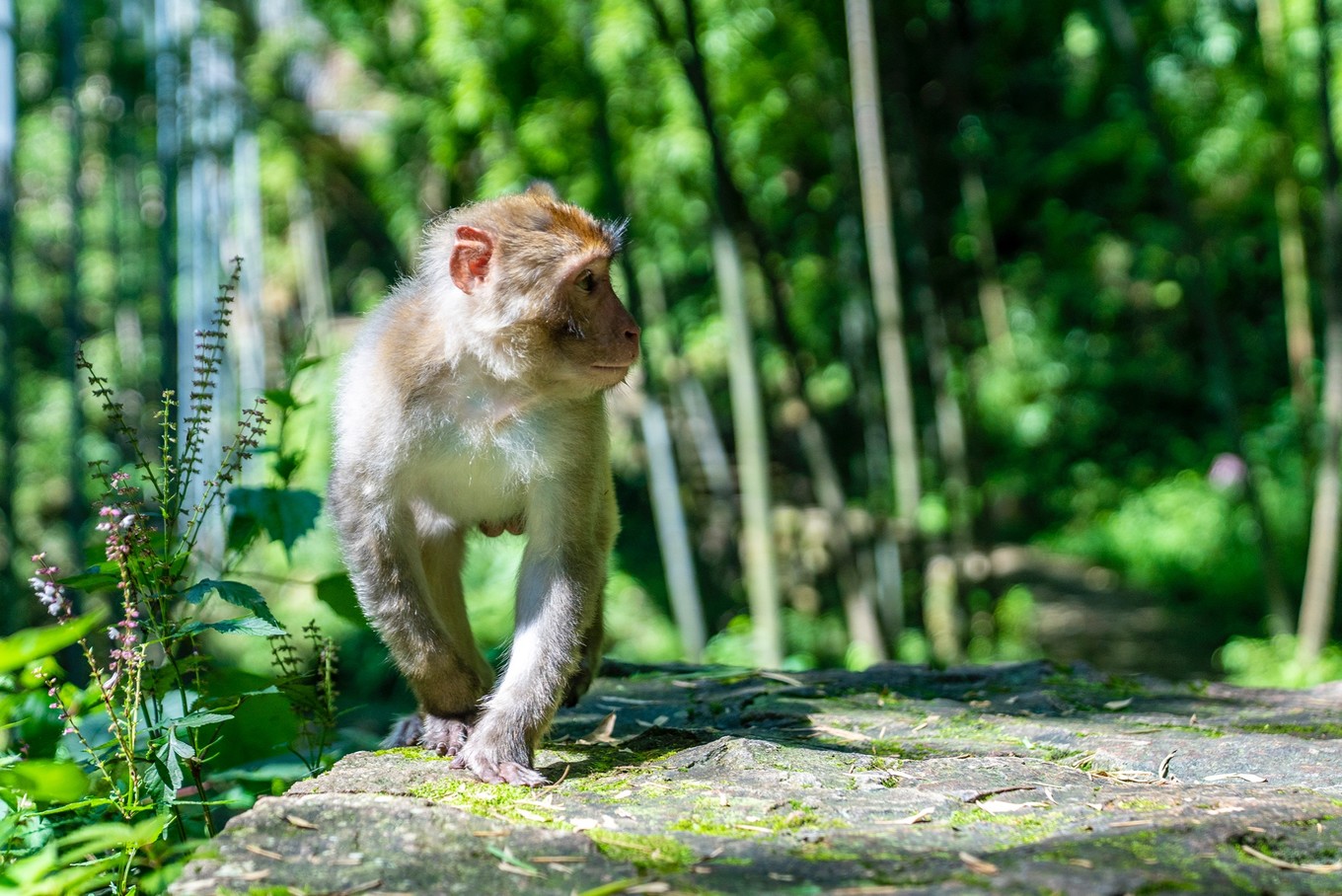 原始森林中的猴王谷干净温顺惹人爱比峨眉山的猴子乖多了