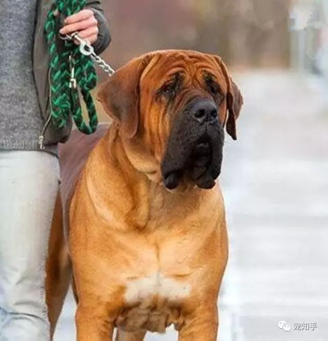 盘点世界猛犬狗中最强称霸一方你认识几个