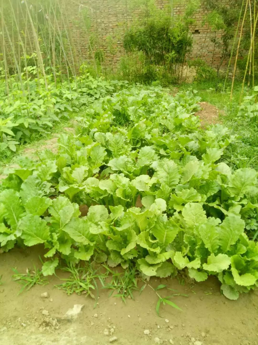 投票啦选出您心中的最美小菜园