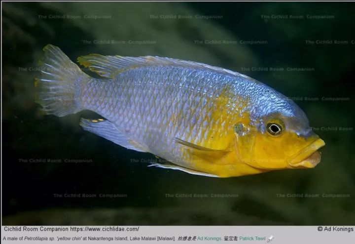 【地域介绍】马湖 nakantenga island 那坎登加岛_sp