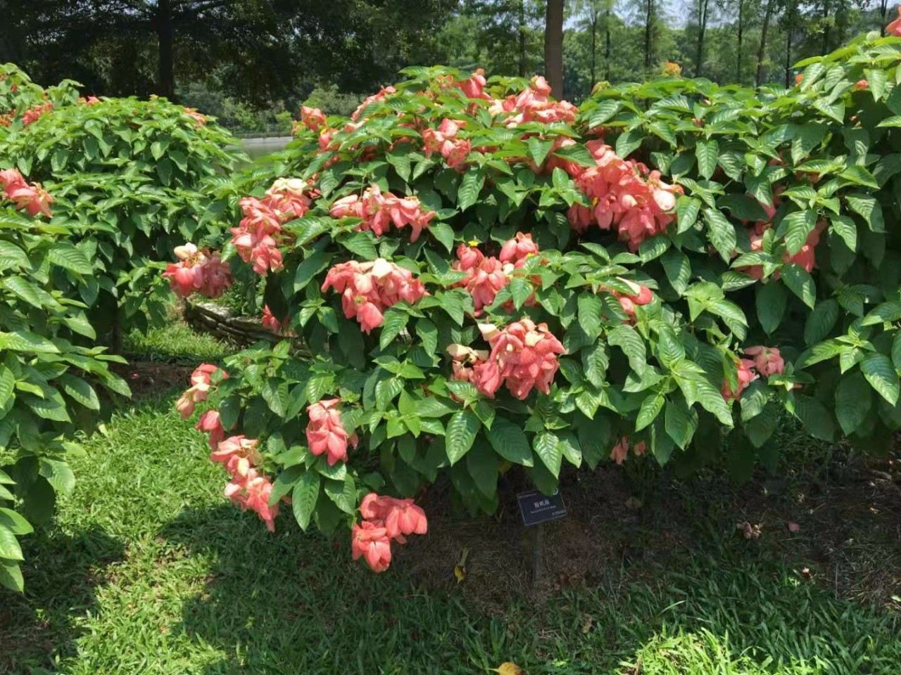 原创院子里种一棵粉叶金花开花时叶子都盖住了有人觉得比月季美