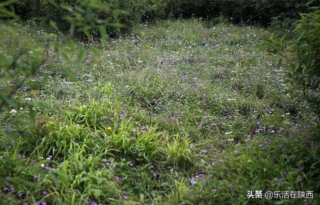 陕西旅游南草北木云不过界秦楚古道美得遗世独立