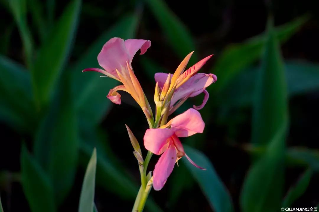 二十四节气品花之立秋