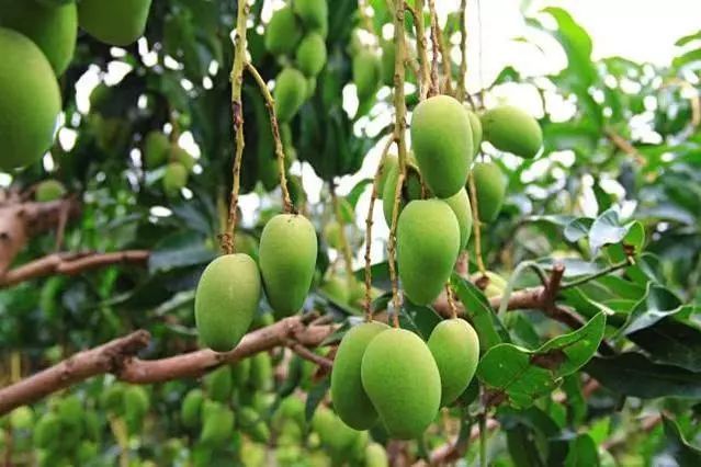 盆栽芒果的种植方法非常的简单看完你也会