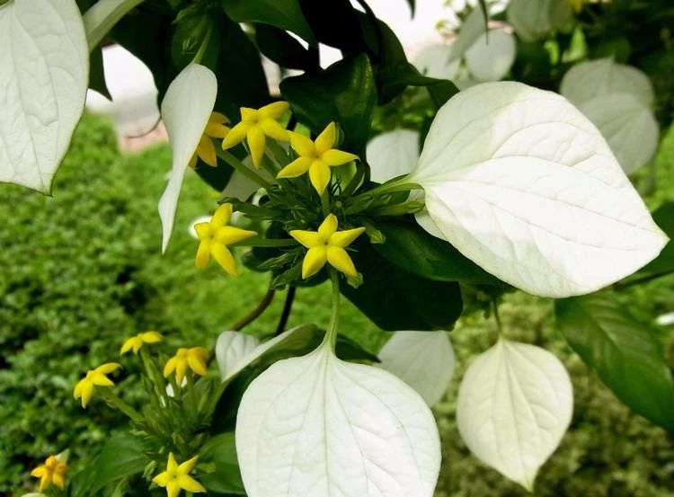 原创院子里种一棵粉叶金花开花时叶子都盖住了有人觉得比月季美