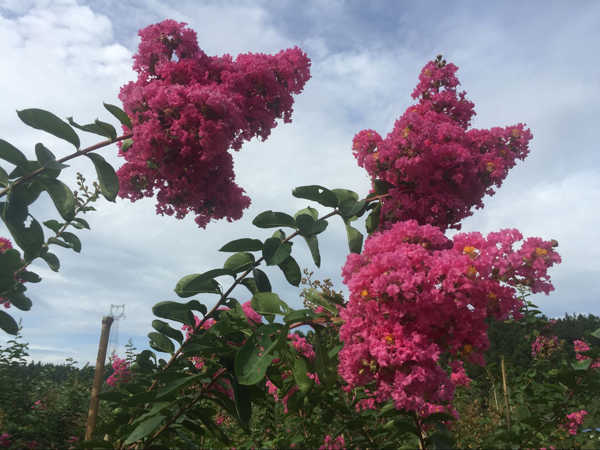 南城县九农花木园艺场-江西速生玫红紫薇的栽培技术—管理技术—种植