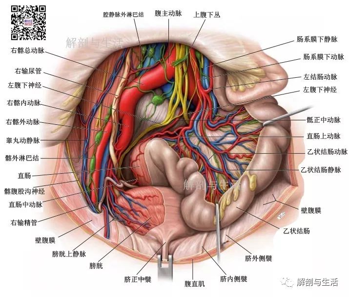 膀胱分几层图片