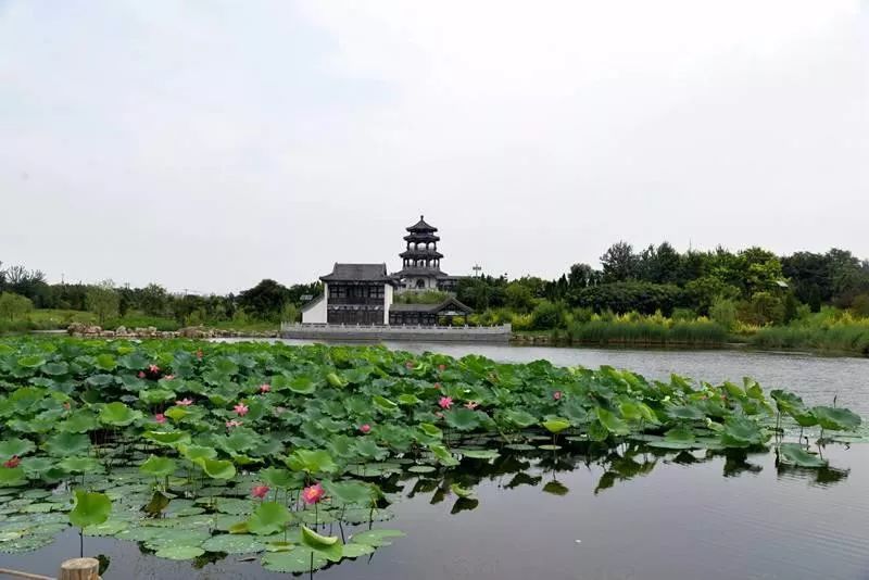 河间七夕搭鹊桥美女帅哥来相会