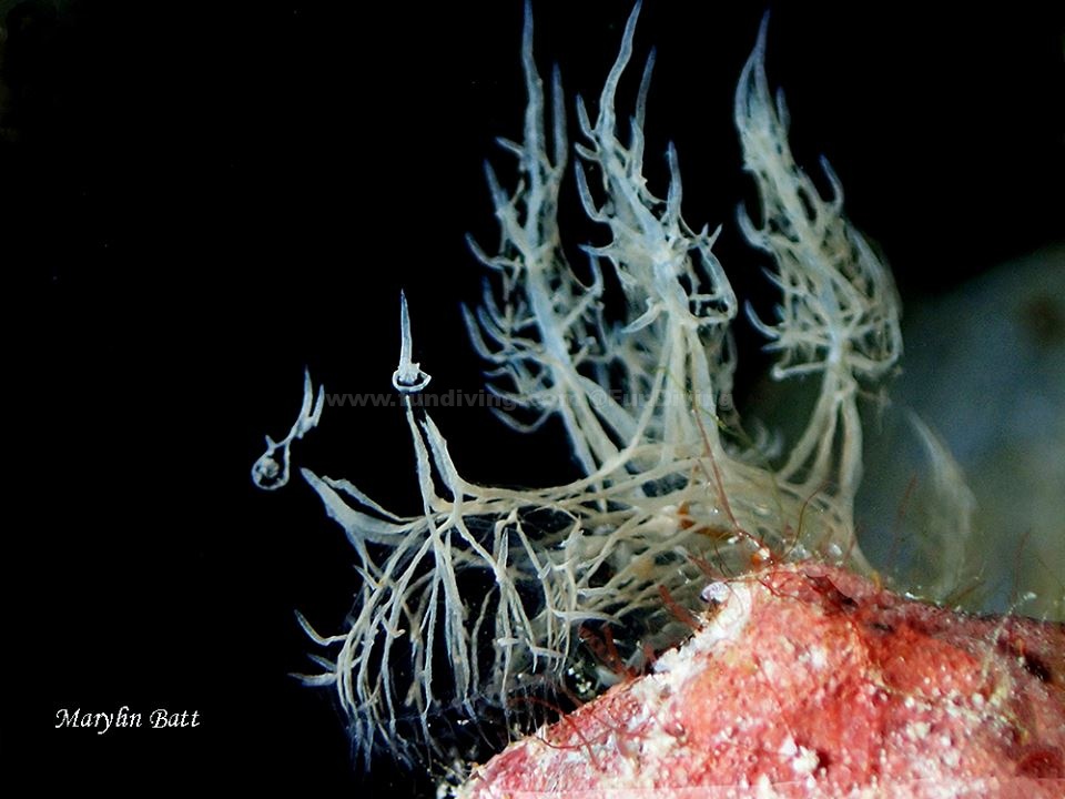 水下摄影微分享第188期