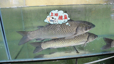 听说这人家店的鸡叫稻花鸡他的鱼还会跳水