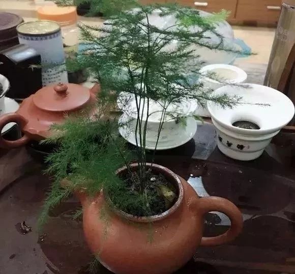 旧茶壶里种上花秒变高端盆景美