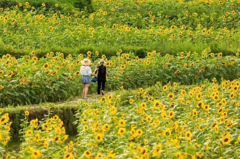800扫描乡村生活图景立秋正得秋而万宝成