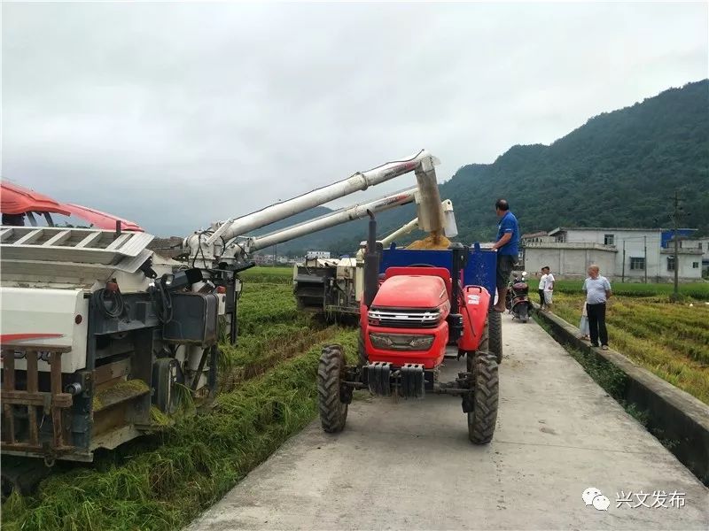 打谷子啦兴文水稻开镰收割拉开川南地区秋收序幕