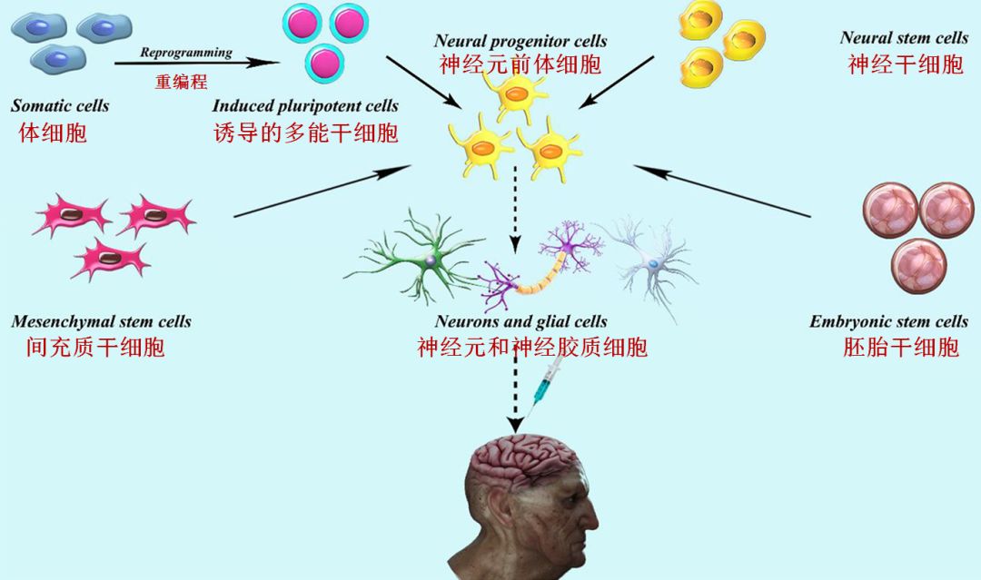 间充质干细胞在阿尔茨海默病治疗中的应用前景