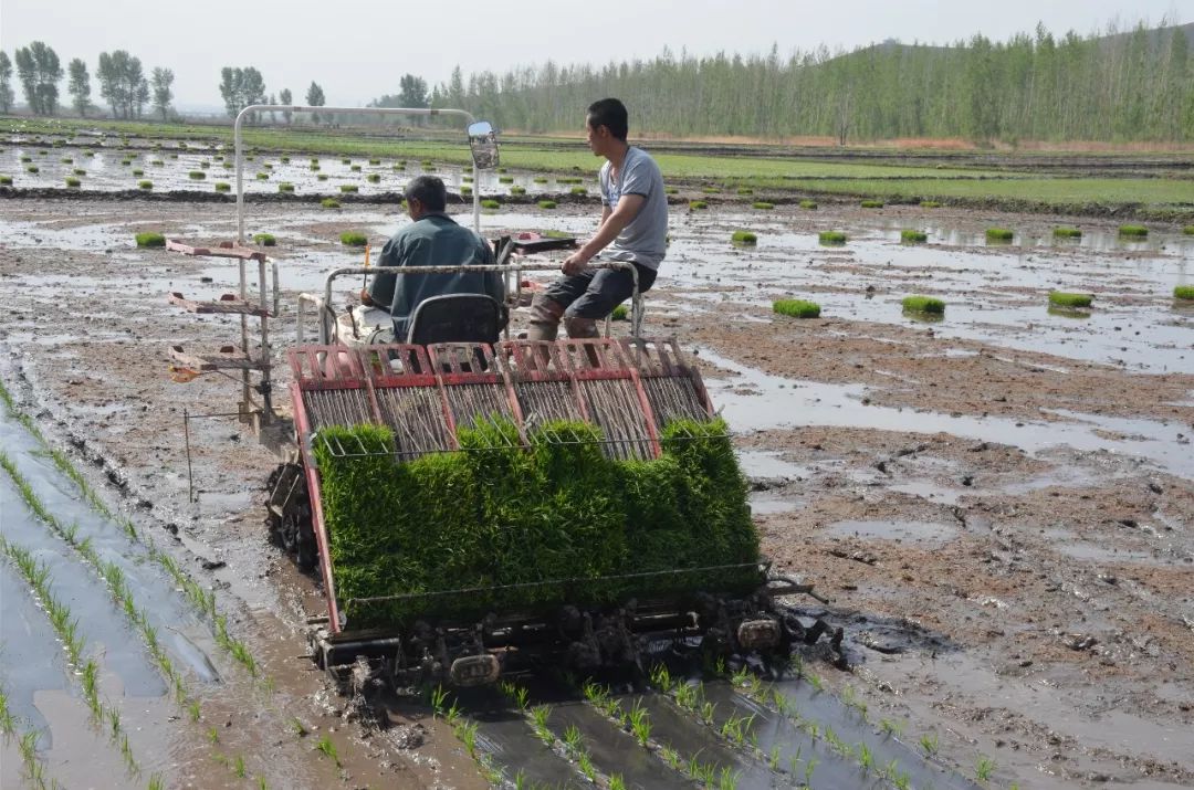 走进乌兰哈达水稻科技示范区带你了解一粒大米的前世今生