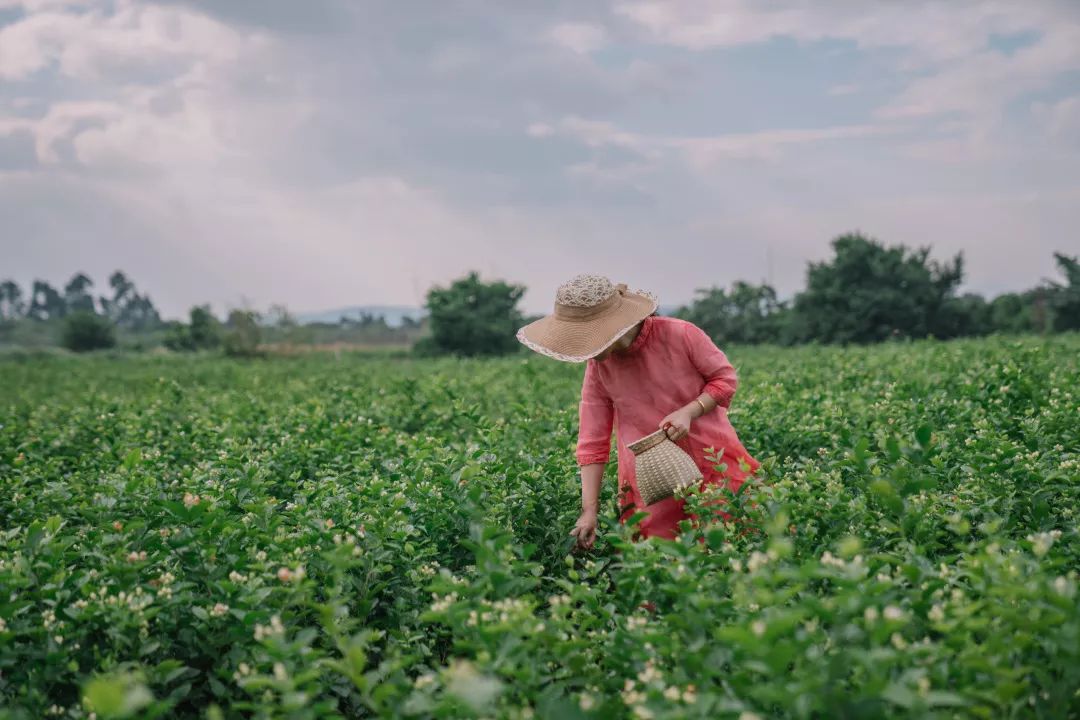 拥有茉莉花茶的夏日是冰糖甜味的