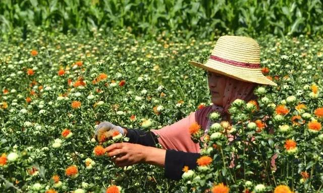 「记者千村行」 东乡县大树乡:藏红花映红山川_种植