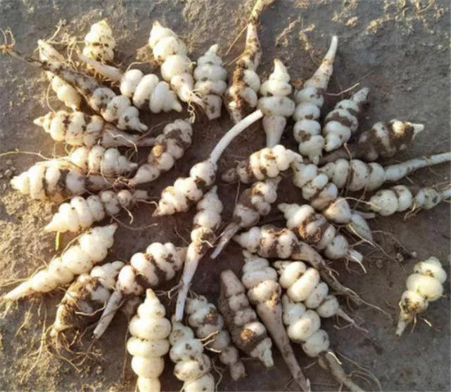 农村一种野菜人称宝塔菜块根像人参价值十分珍贵