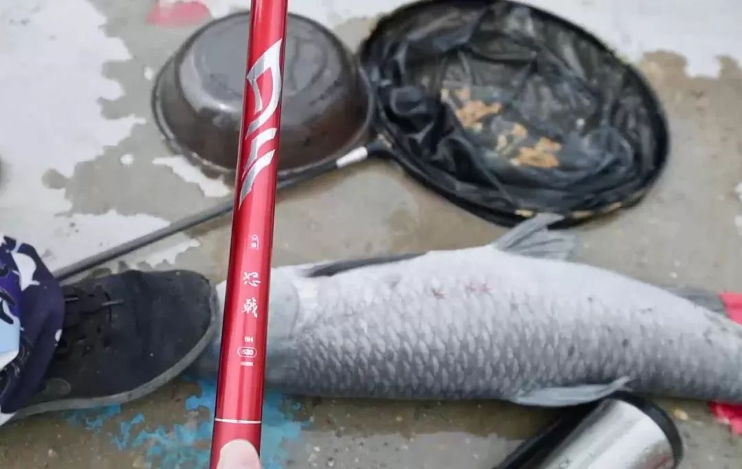 红狼怒戟鱼竿全水域作钓实战测评斩获12斤青鱼毫不费力