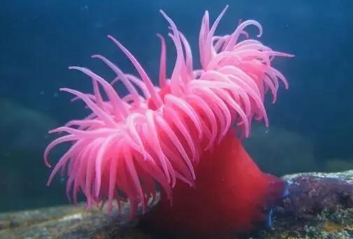 珊瑚与海葵貌美如花各自为家