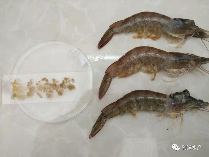 对虾专题对虾鳃部小问题切莫不在意