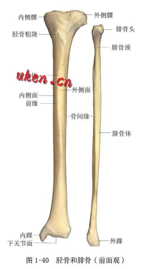 纳迪精讲丨维秘腿的秘密—小腿塑型_胫骨