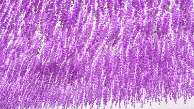 海上风微刊&夜听*心在含泪的相思中《紫藤花开四月雪》作者:追梦*消魂