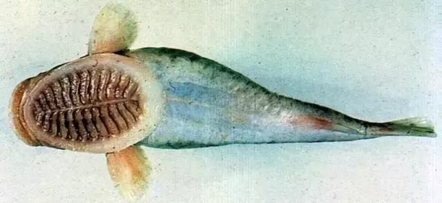 这个吸盘很奇特,它长在印鱼的头顶上,吸盘的中间有一条纵线.