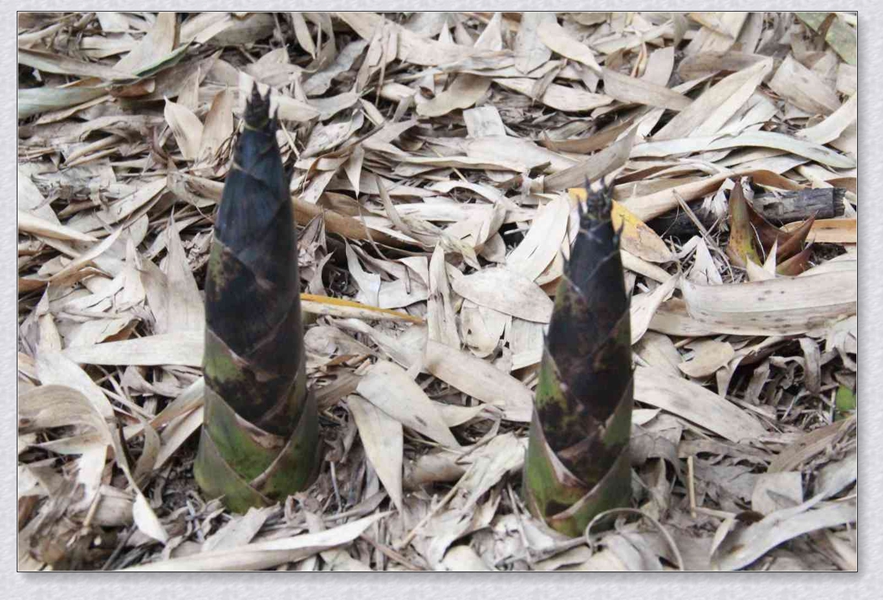 又到一年雷竹栽种最佳时节