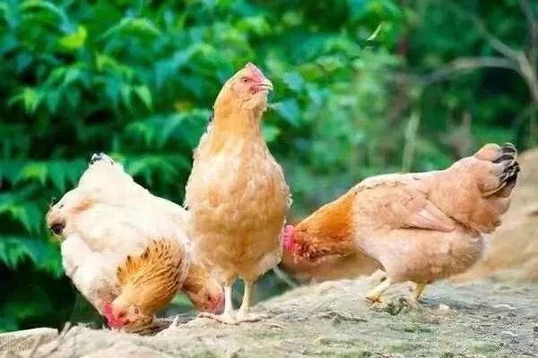 龙门三黄胡须鸡肉厚雪白,胸尾油多