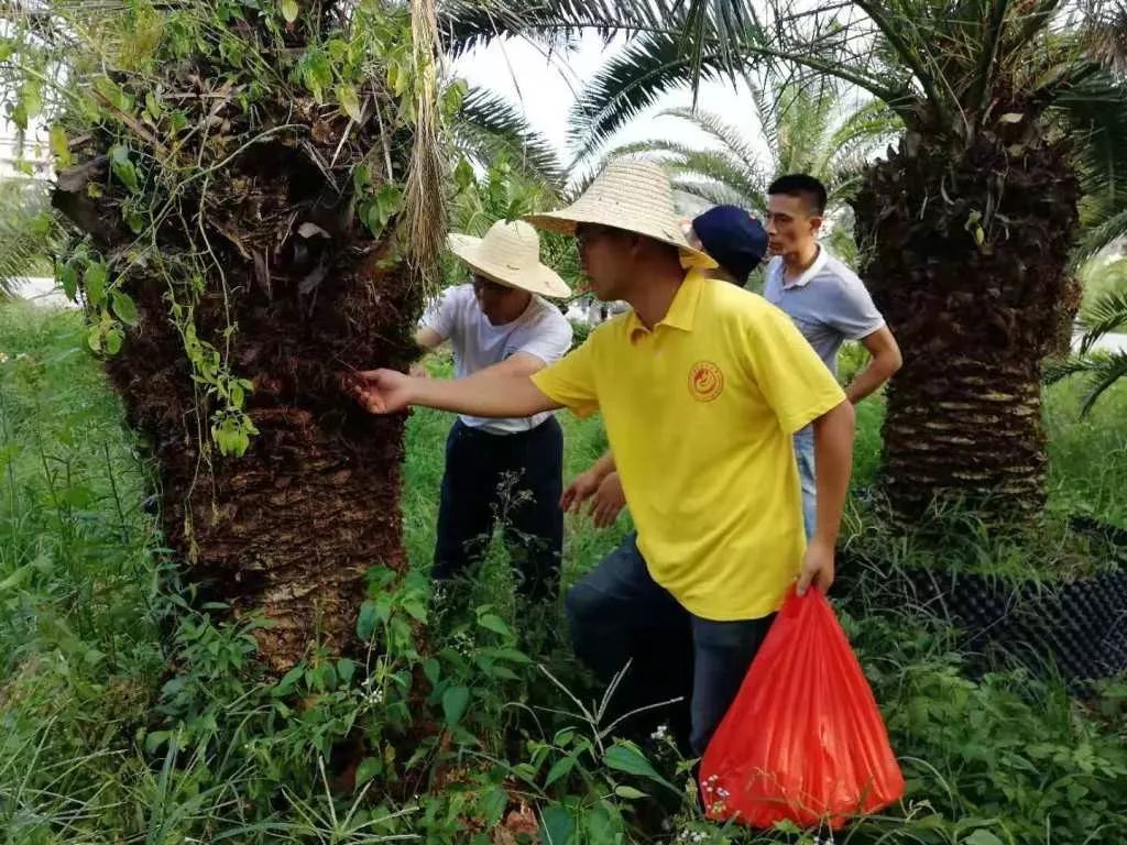 福建農林大學植物保護學院到我市開展外來有害生物調查工作