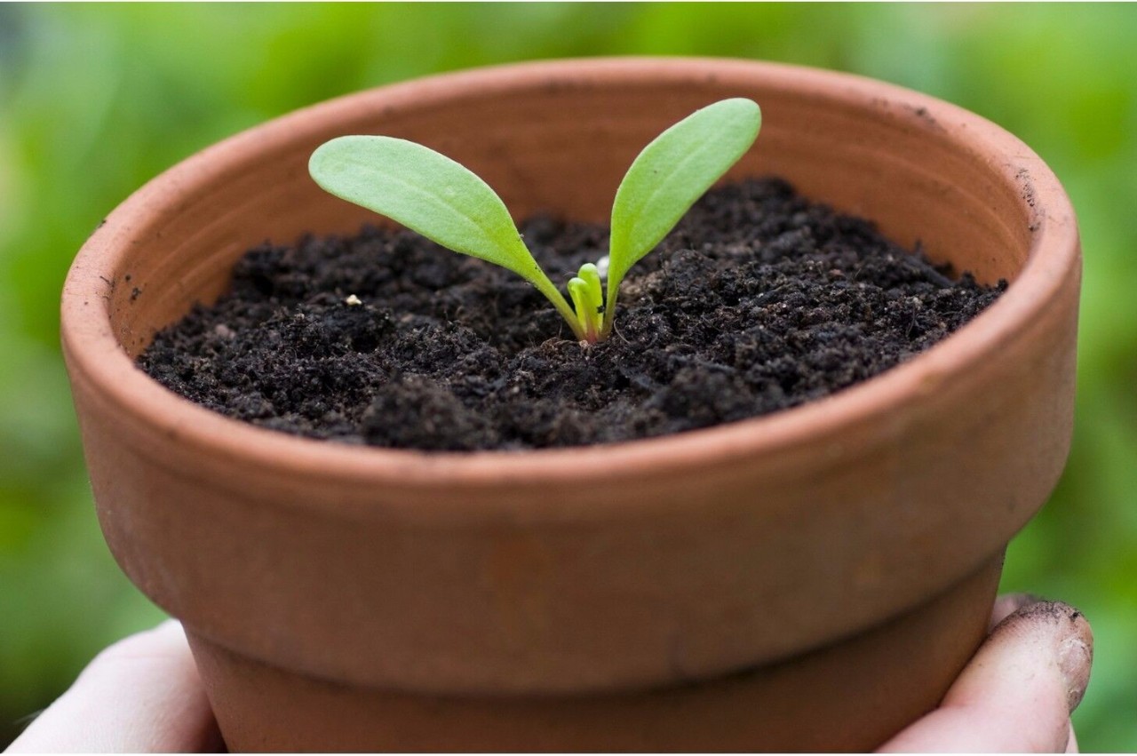 原创买一点种子就能种出一片牵牛花四季都可开花还有蓝色花的品种