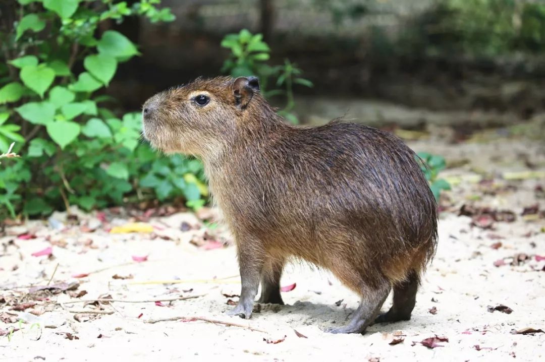 水豚宝宝身体粗笨,呈圆筒形,没有尾巴,前腿比后腿短,样子笨笨的,讨