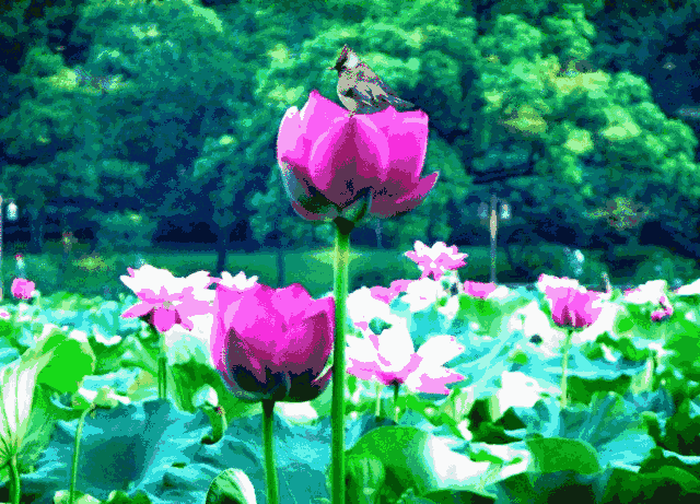 音画诗赏荷花赋太美了