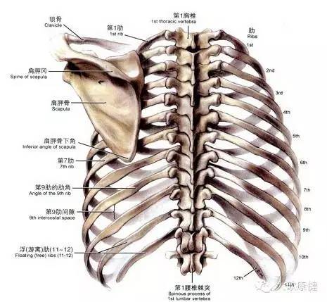 背夹骨位置示意图图片