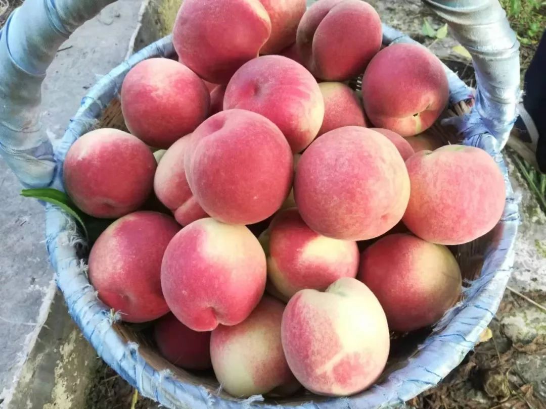 甜,汁液多,有香气(香,甜,脆),看着都让人欲罢不能~通书脆桃——晚湖景