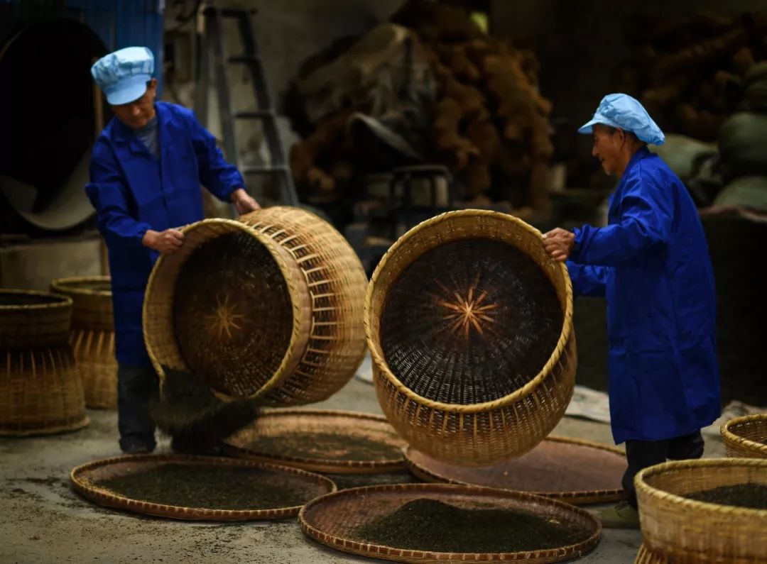 烘茶"安茶亦分初制和精制两大过程,初制和精制前面几道工序和一般的