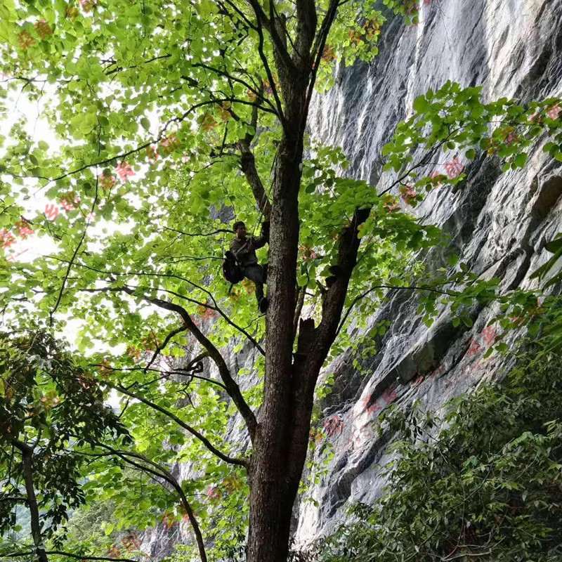 神農架野生桑樹桑黃一年四季均可採摘,一般生長在深山懸崖峭壁,因為在